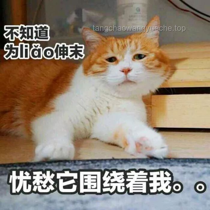 让我看看谁还没有史迪咪：史迪咪与其他热门玩偶对比分析